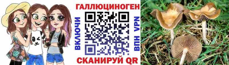 Галлюциногенные грибы Psilocybine cubensis Фролово